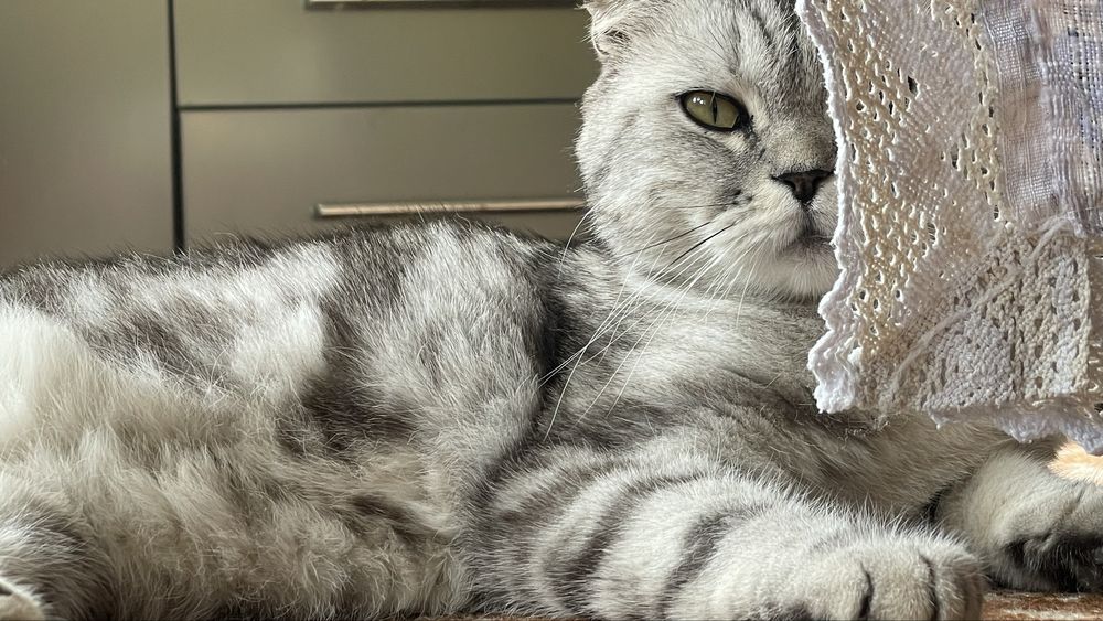 Skotish Fold mushuk Arzon Narxda киз бола мушук