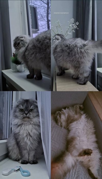 Золотистый шотландский страйт
