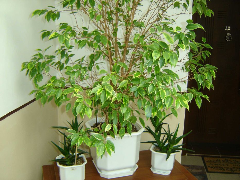 Sony Cyber-shot DSC-P73