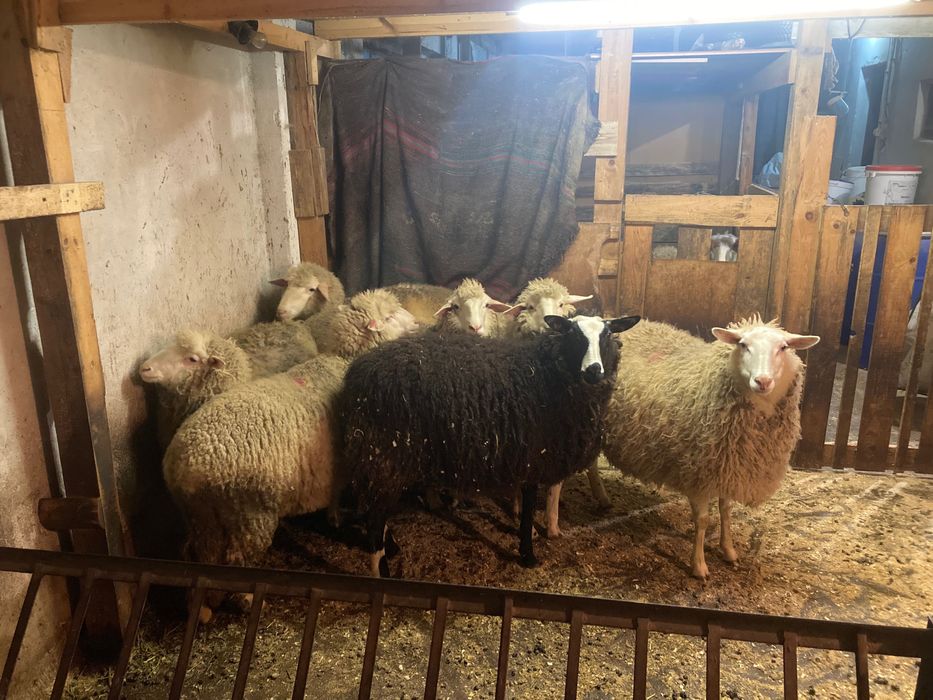 8 заплодени дзвиски