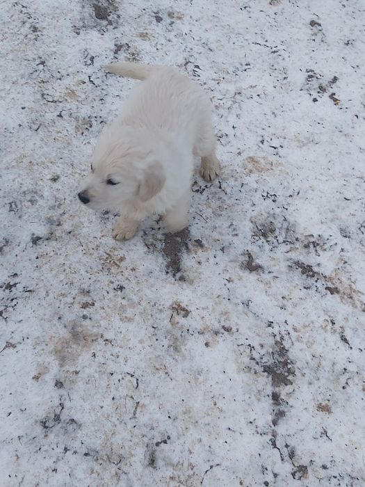 Donez cățelușă ...