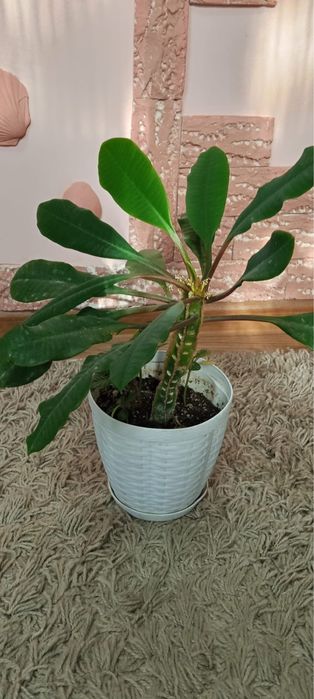 Комнатные цветы и растения