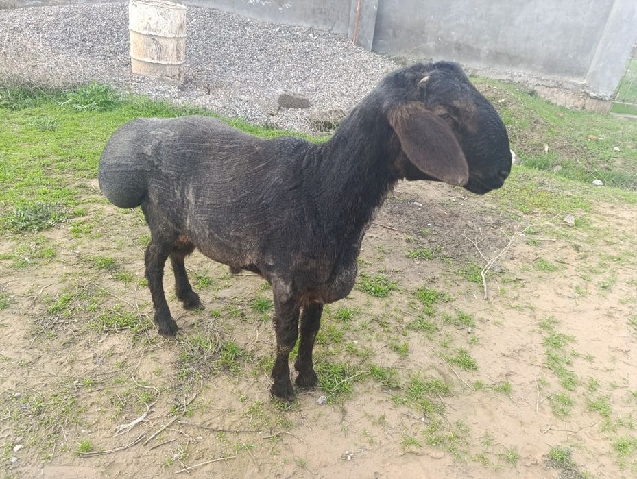 1ta qo'y qo'chqor кучкор qoldi