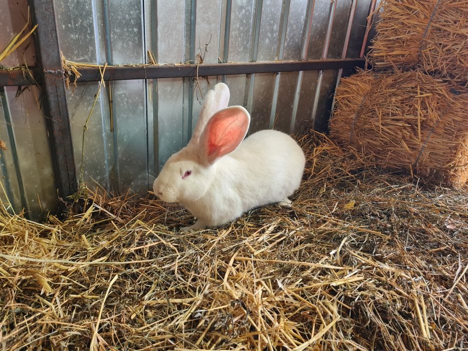 Mascul Urias German Alb