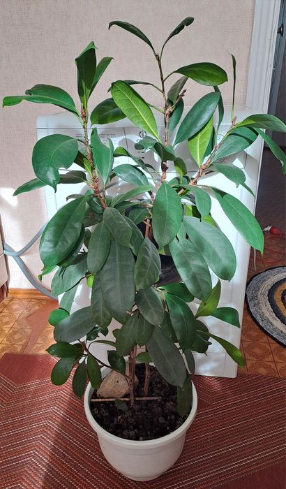 Продам комнатные цветы