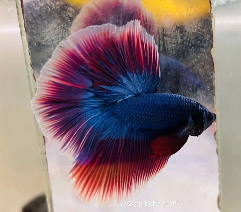 Петушок (BETTA FISH)
