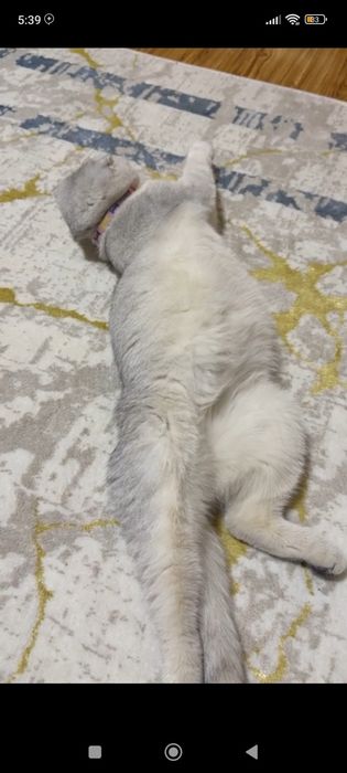 Serebristiy shinshilla