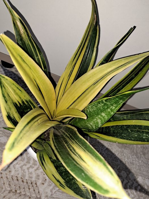 Продам сансевиерию
