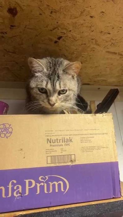 Коты и кошки ищут любящих хозяев!