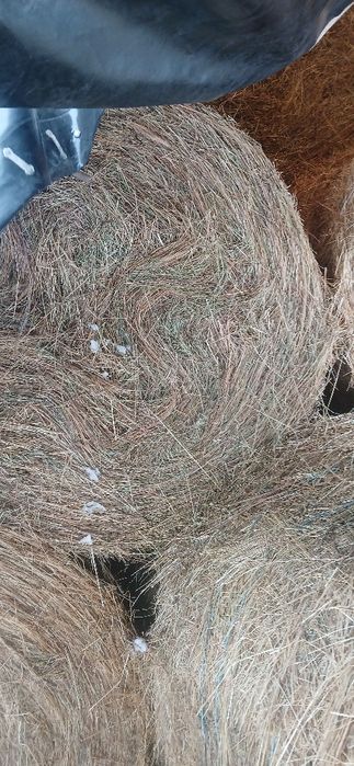 Baloti de fân   !!,