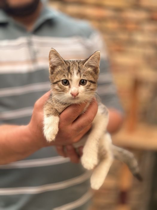 Кошки и котята на пристройство