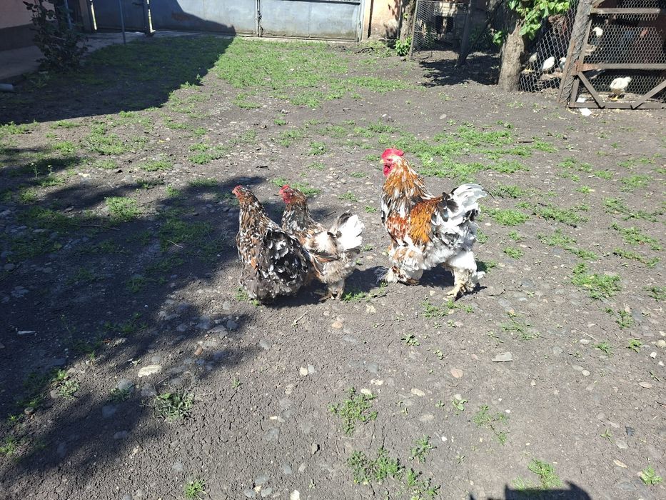 Cocoși brahma porțelan de vanzare
