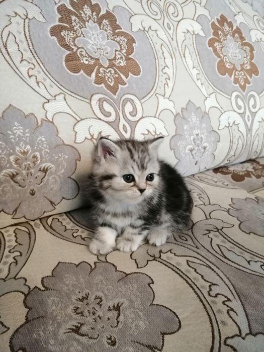 Котята мраморные шотландцы