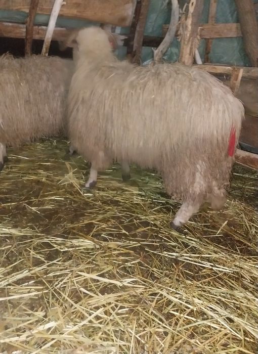 Vând berbecut brez s au schimb pe oaie de tinut