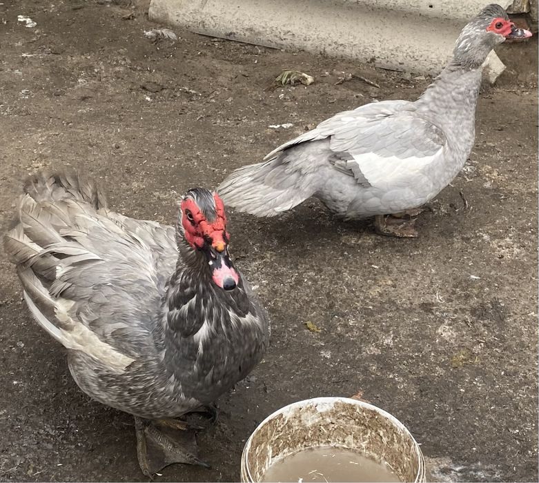 Селезни индоутки лаванда