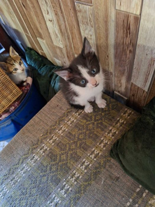 Пидарявам котета