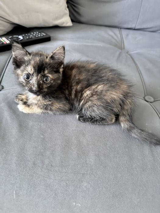 Котята ответсвенным