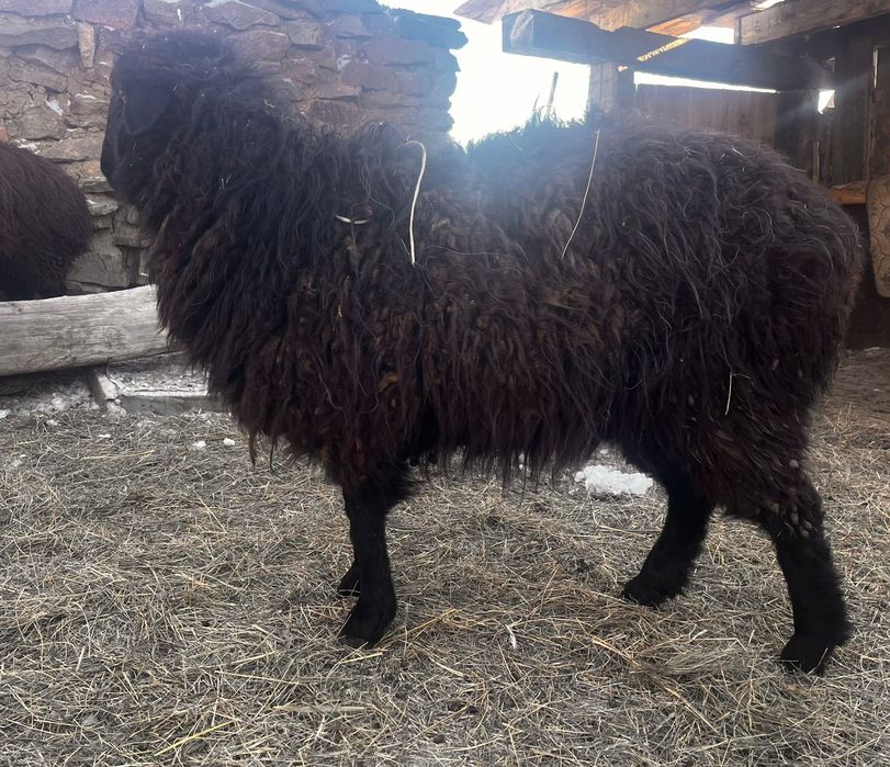 Продам баран 3шт