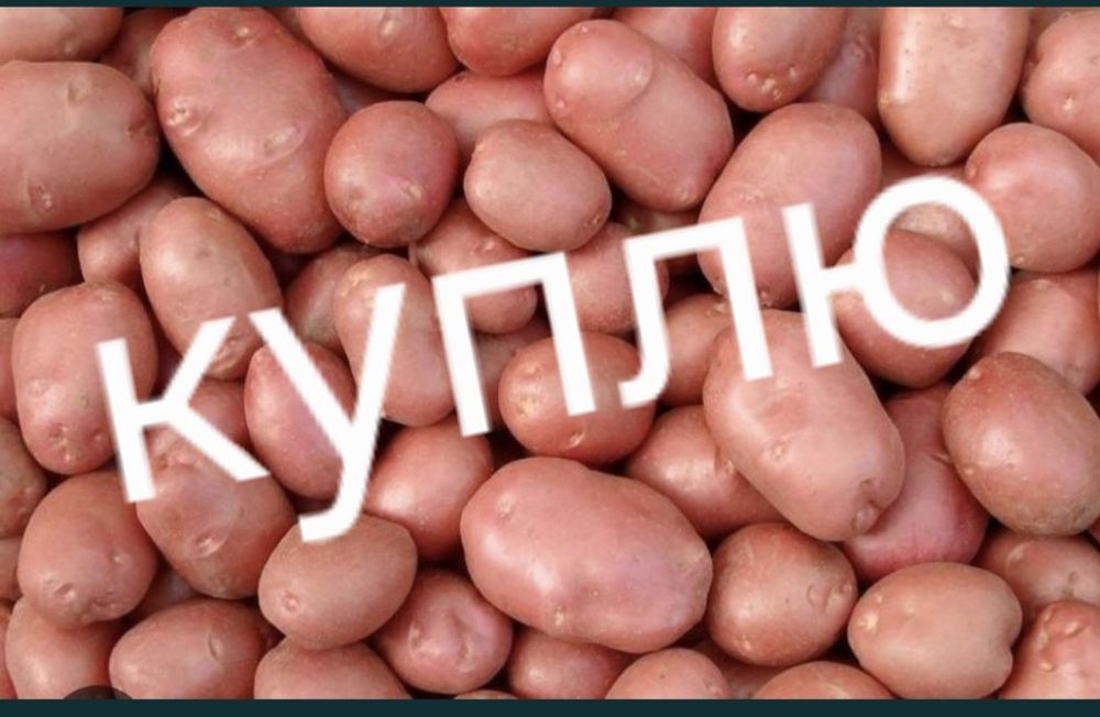 Картофель домашний