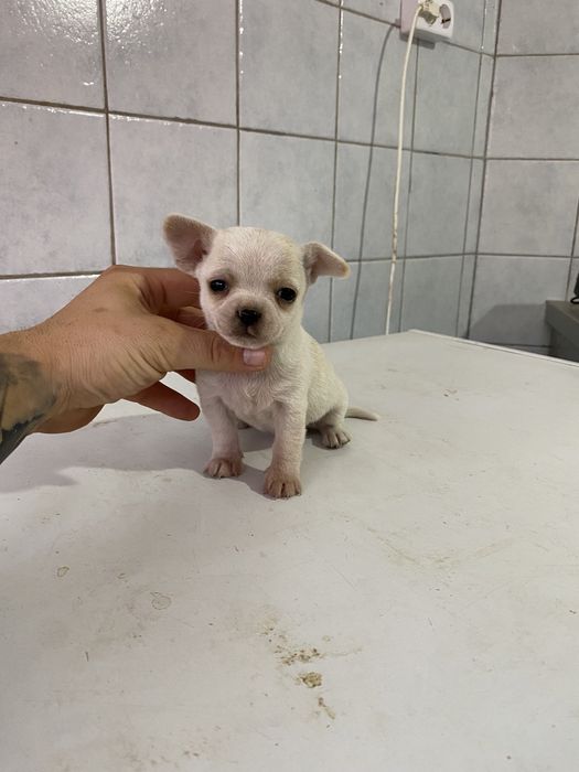 Chihuahua mascul
