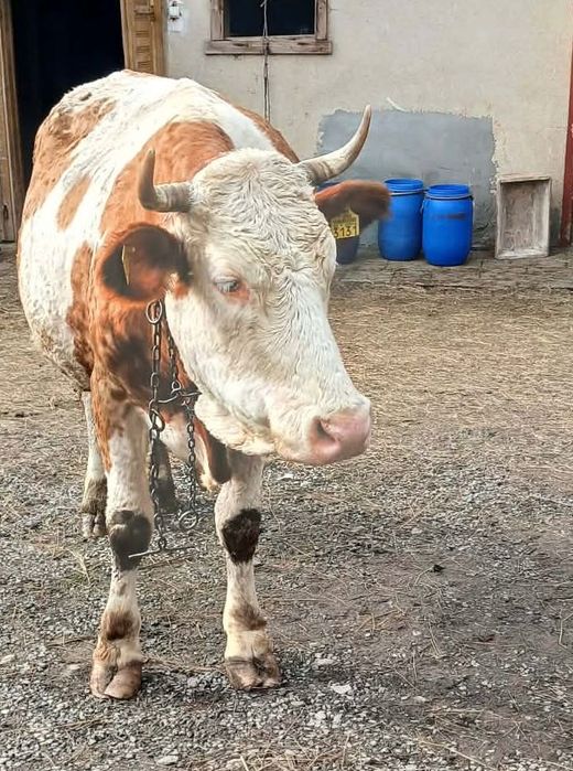 Vând vaca gestantă