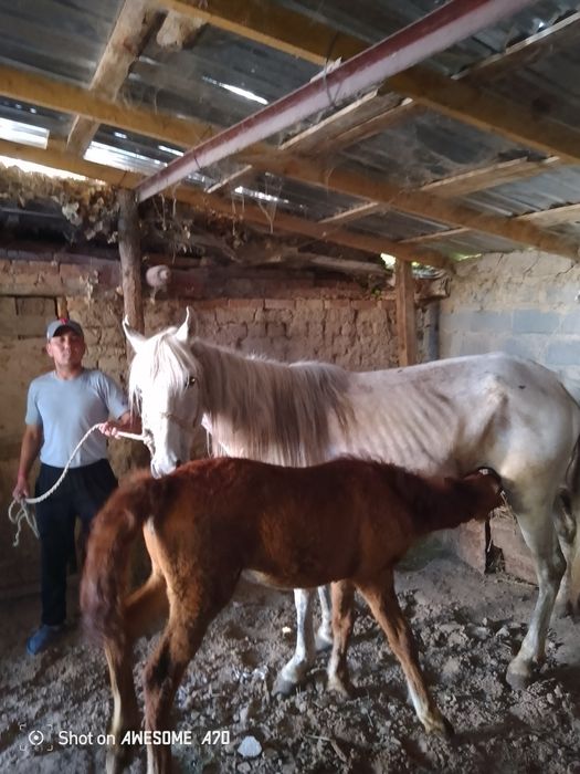 Кулынды бие сатылады