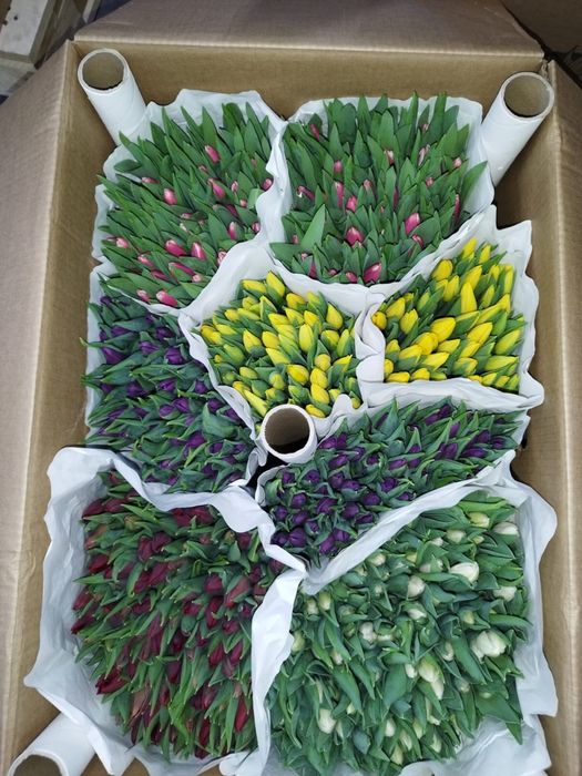 Тюльпаны оптом и в розницу, центр 24/7