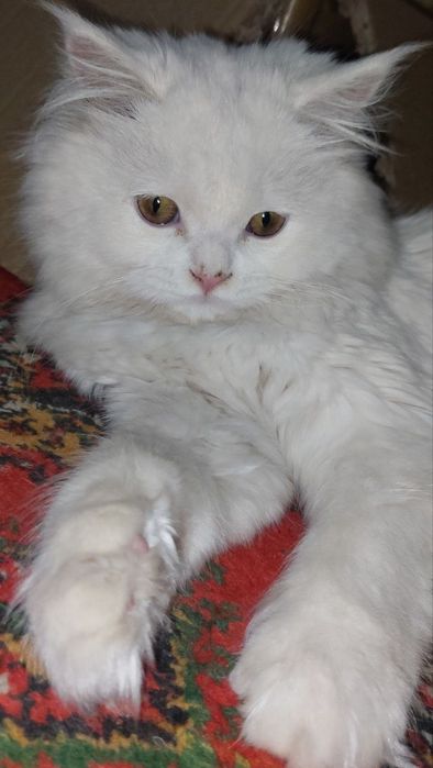 Britanskiy scottish fold long hair