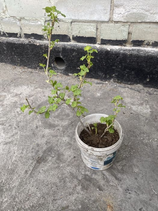 Продам сажанцы смородины черной