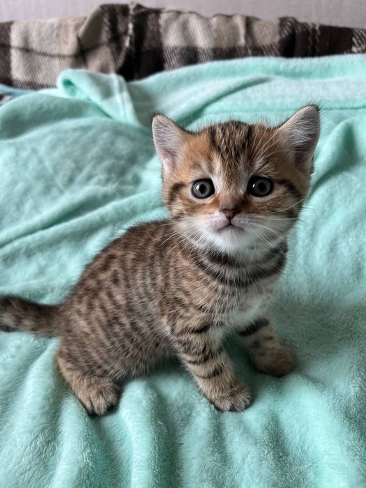 British shorthair mascul disponibil