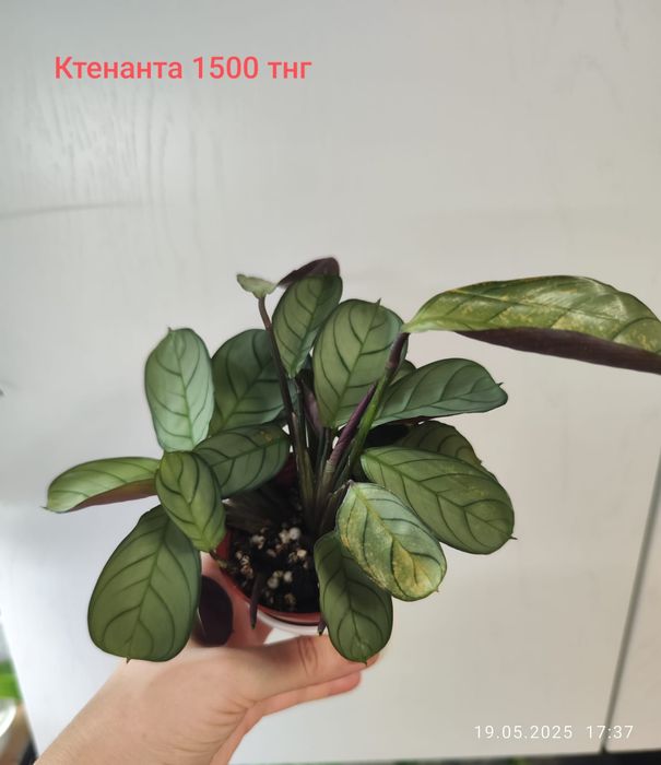 Алаказия Полли минт