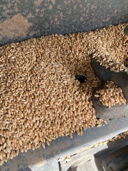 Продаем Отруби мучные ячмень зерно