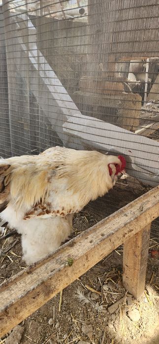 Домашние яйца есть брама можно на икубатор привитые цена договорная зв