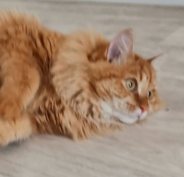 Кошечка в добрые руки