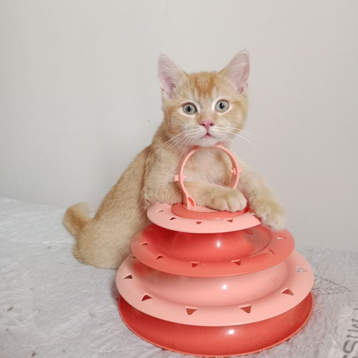 В хорошие руки шотланский котик