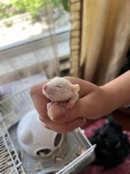 Крысы дамбо резерв продажа красивые