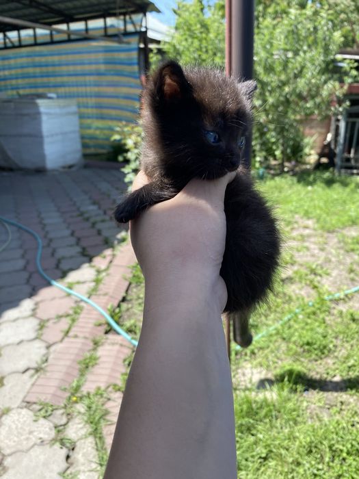 Отдам котят в хороший руки