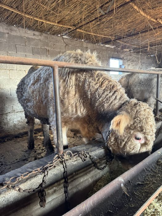 Аулиеколь тұқымдыққа арналған бұқалар