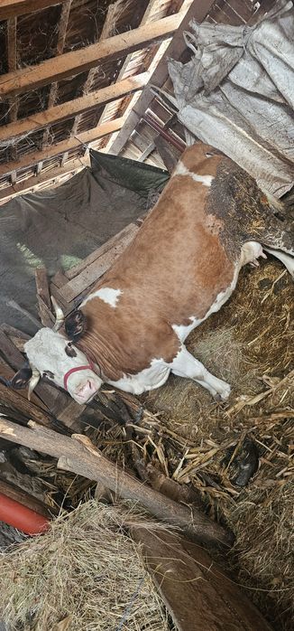 Vand vaca baltata romaneasca