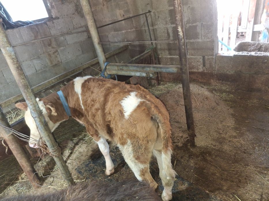 телята одна телочка один бычок