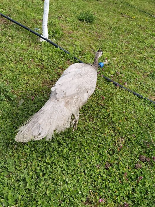 Vând un Păun opal cu ochi alb vârstă 8 luni  650 lei bucata