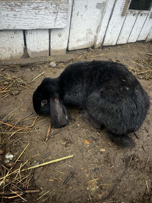 Iepuri berbec german