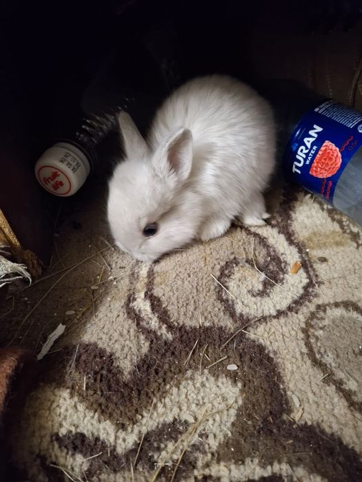 Продам декоративных кроликов