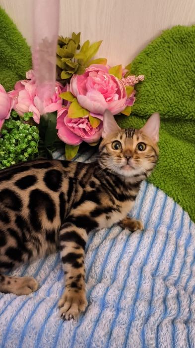 КРУТАЯ Бенгальская Девочка !