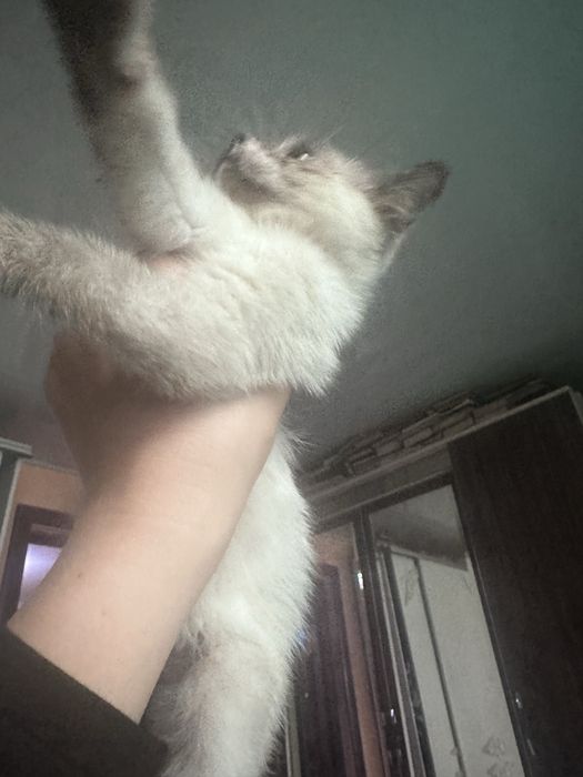 Сиамская кошечка котенок