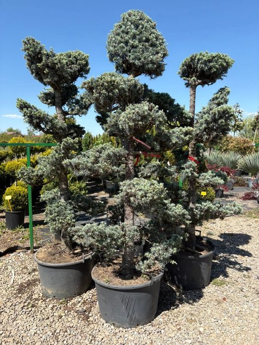 Plante exotice la ghiveci