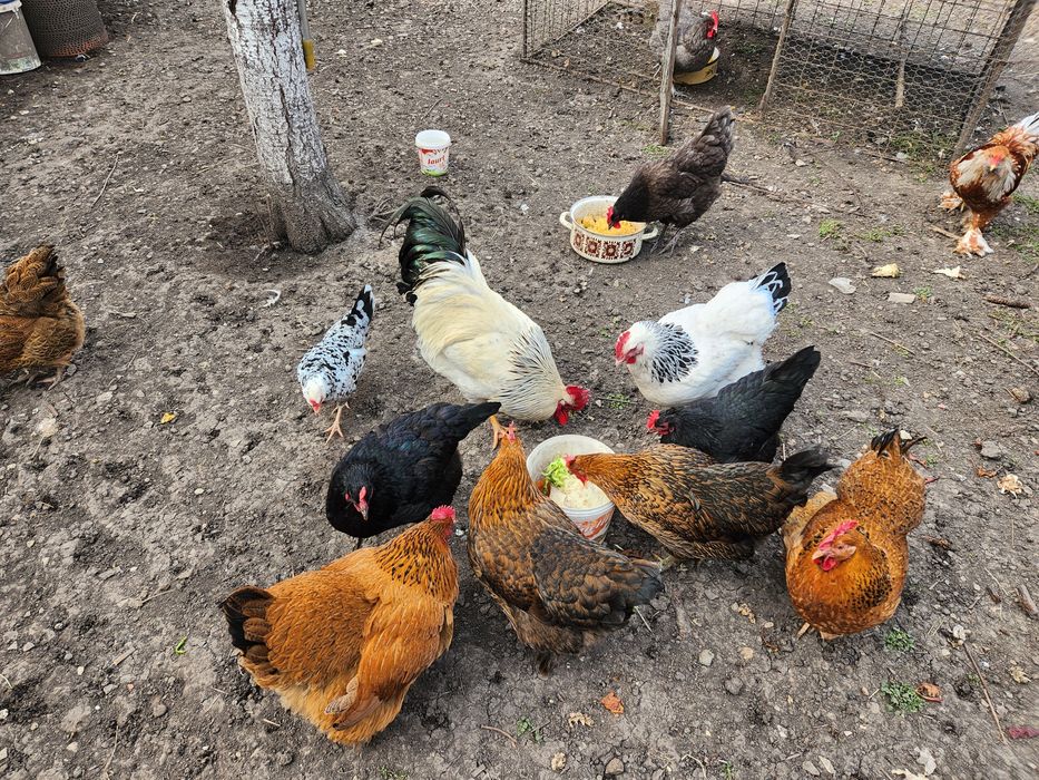 Ouă pentru incubat Australorp Sussex si alte rase de oua
