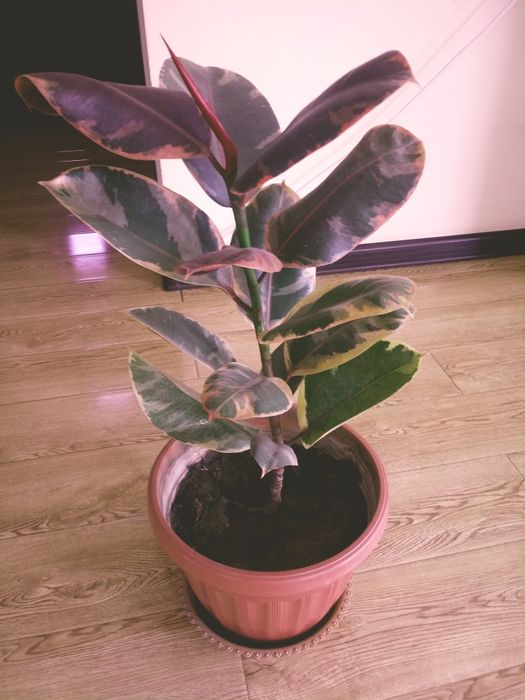 Фикус крупнолистный мраморный