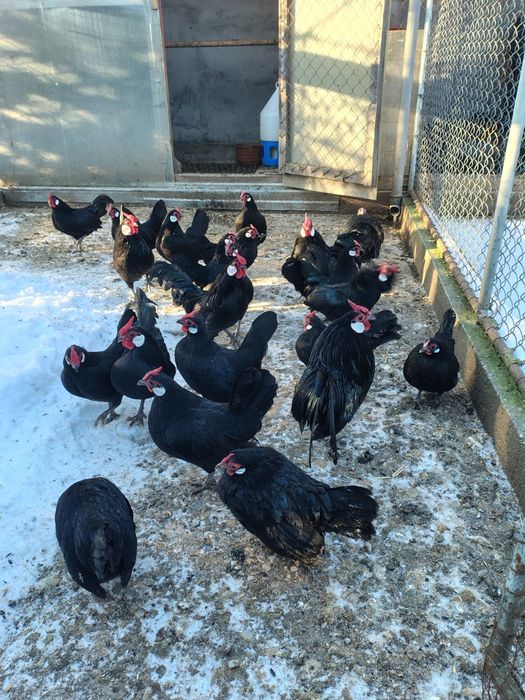 Găini bantam!pitici