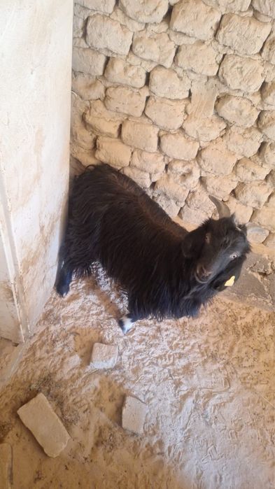 Ешкі сатылады ешкі